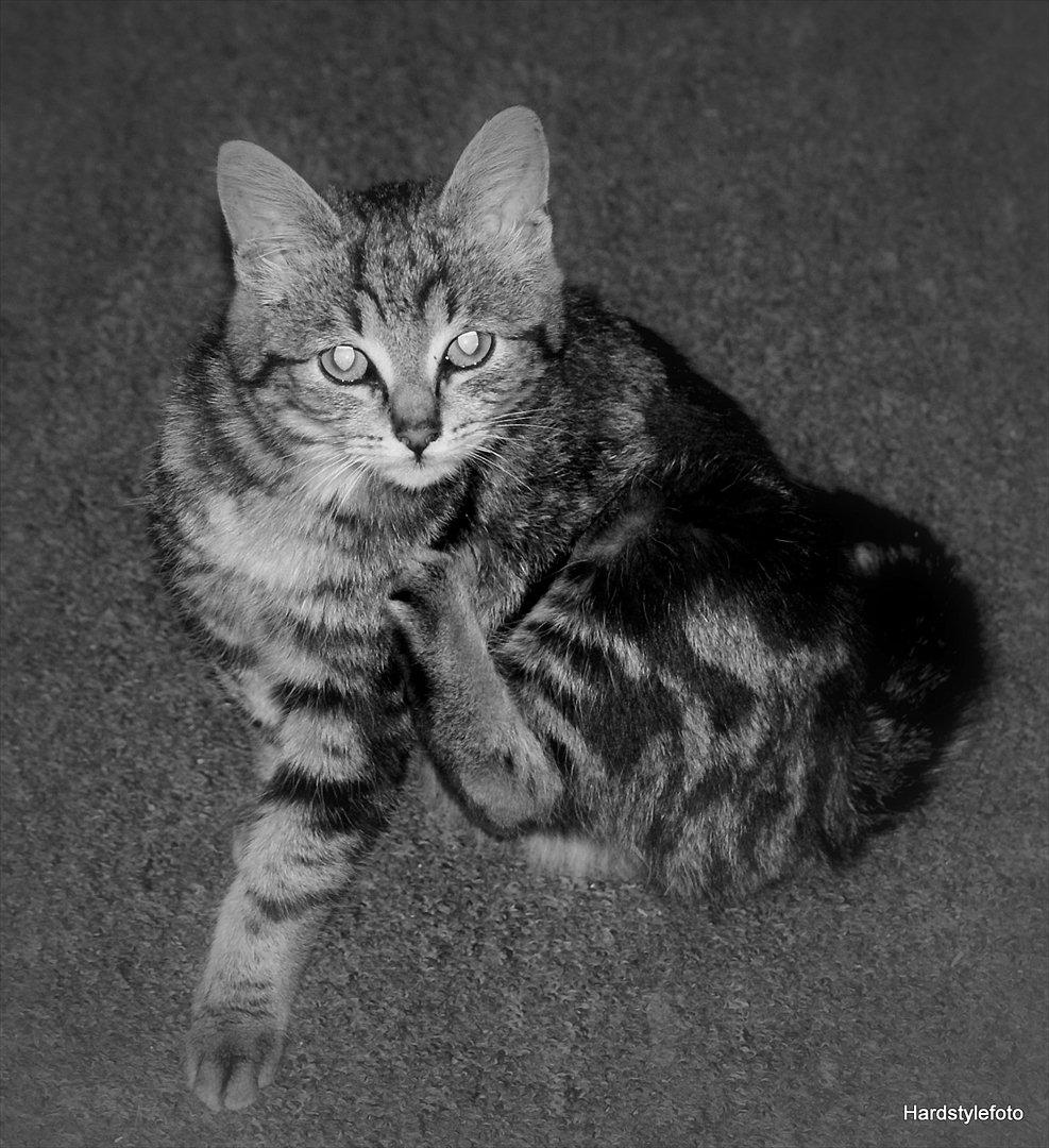 Huskat Bette (Himmelkat) - Bette billede 8