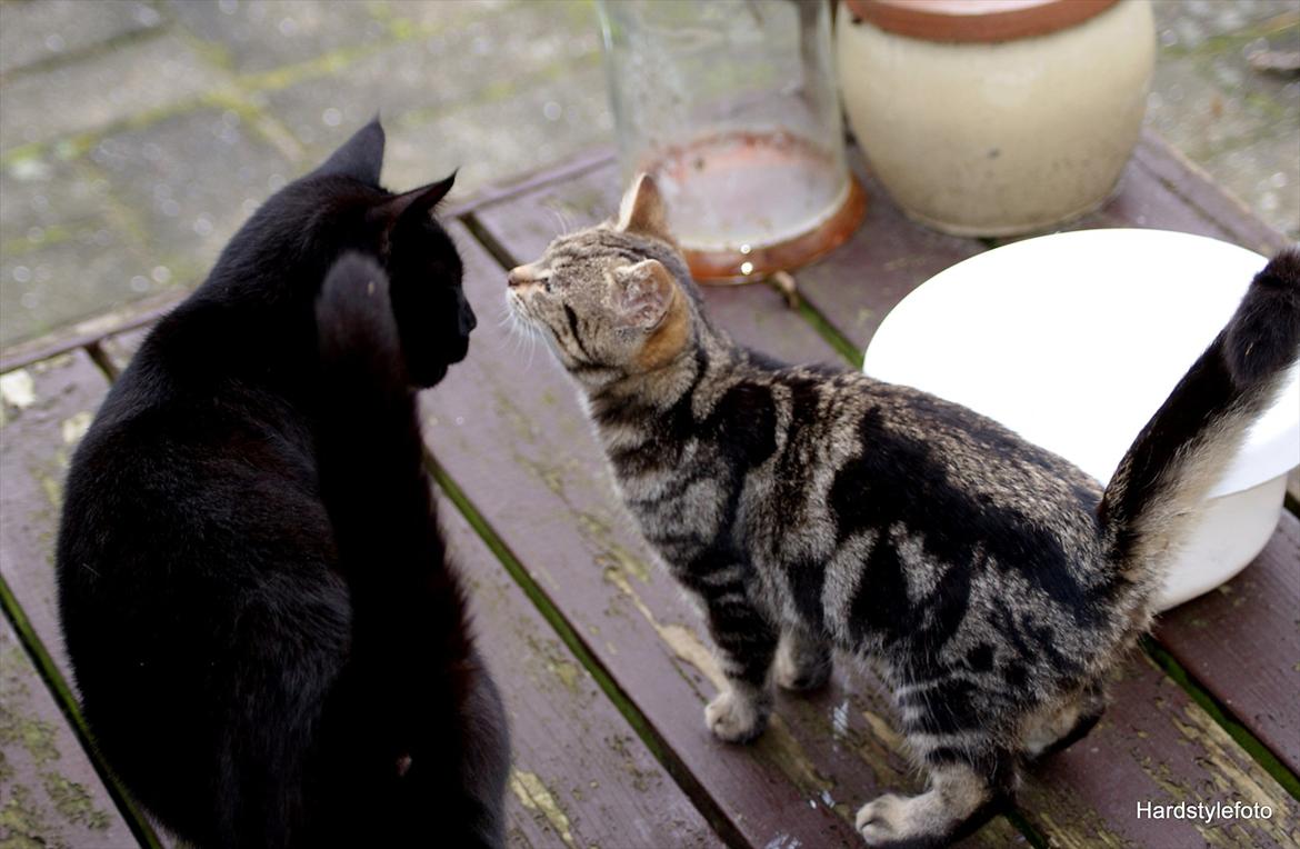 Huskat Bette (Himmelkat) - Bette hilser lige på Loke  billede 9