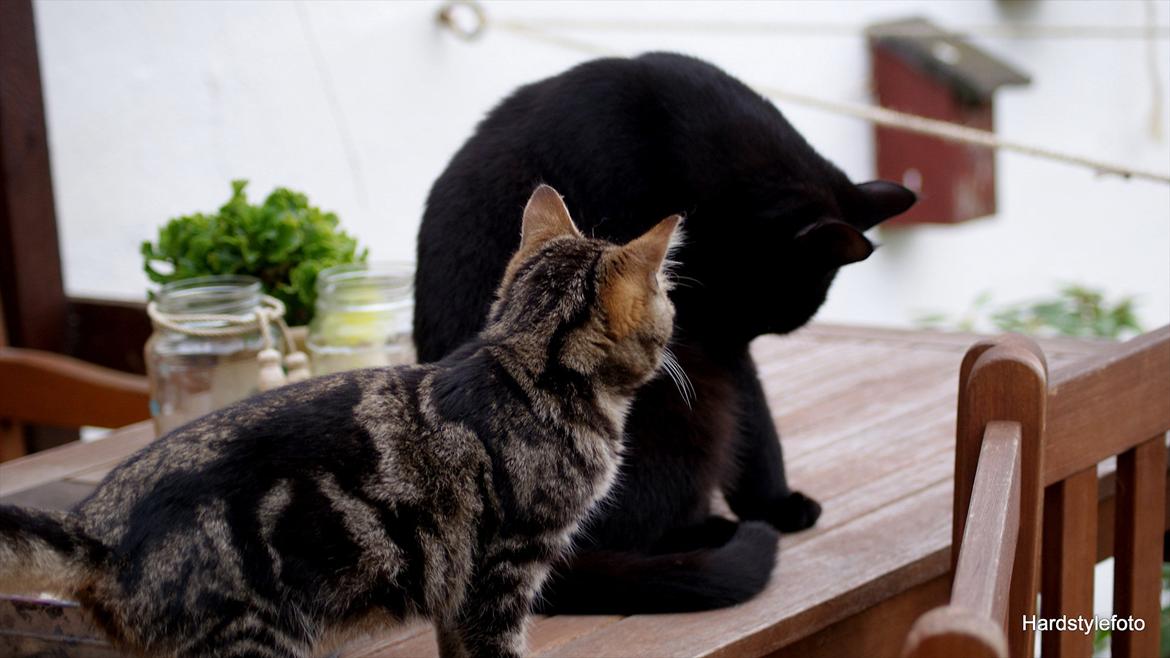 Huskat Bette (Himmelkat) - Så fandt han ud af at kravle op til Loke  billede 10