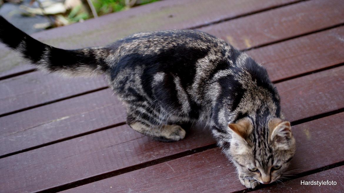 Huskat Bette (Himmelkat) billede 11