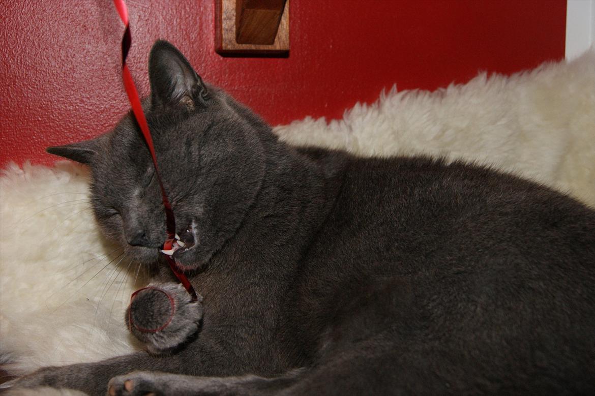 Blanding af racer Figi (Figaro)  billede 19