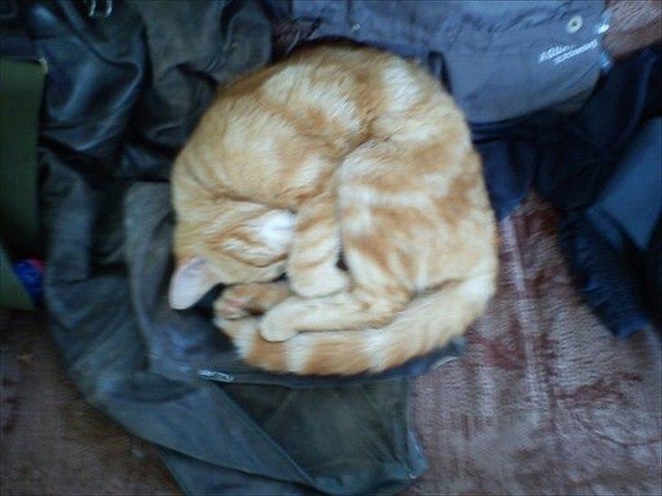 Huskat frederik billede 1