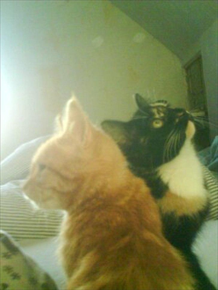 Huskat frederik billede 2