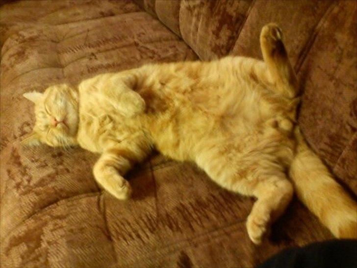 Huskat frederik billede 3