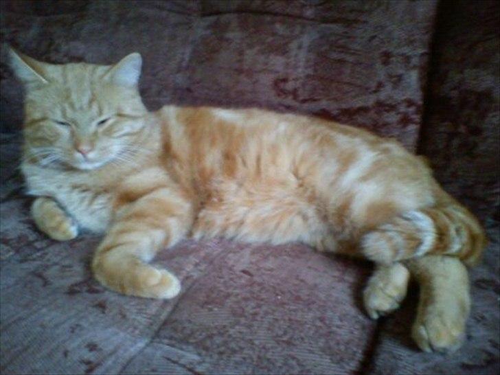 Huskat frederik billede 4