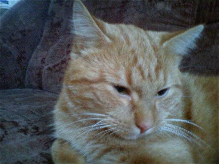 Huskat frederik billede 5