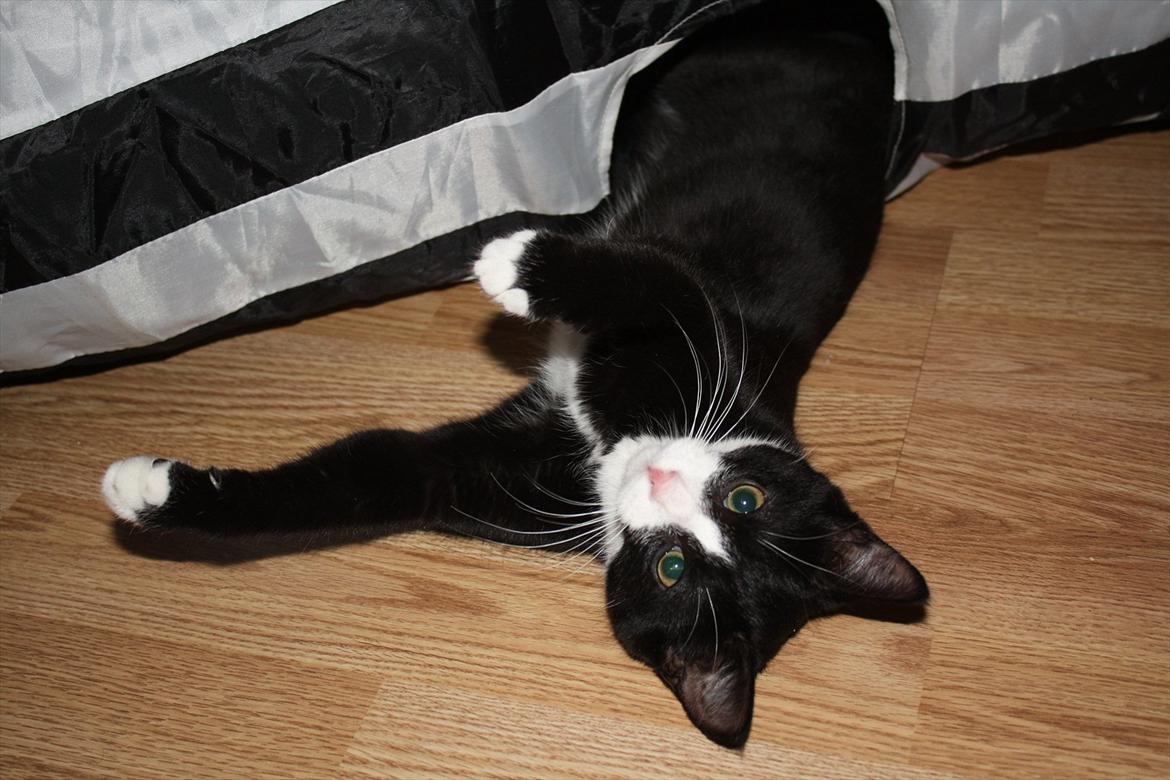 Blanding af racer Nisha  - Nisha 15 uger gammel :) billede 15