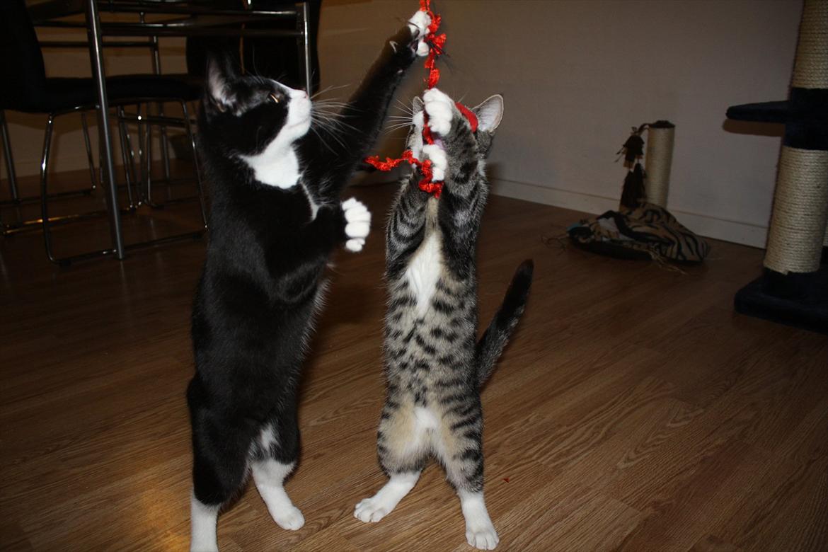 Blanding af racer Nisha  - 15 uger og med ild i røven!  billede 16