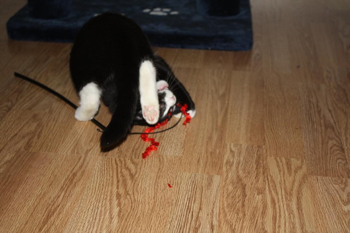 Blanding af racer Nisha  - Koldbøtter kan vi også slå!  billede 17