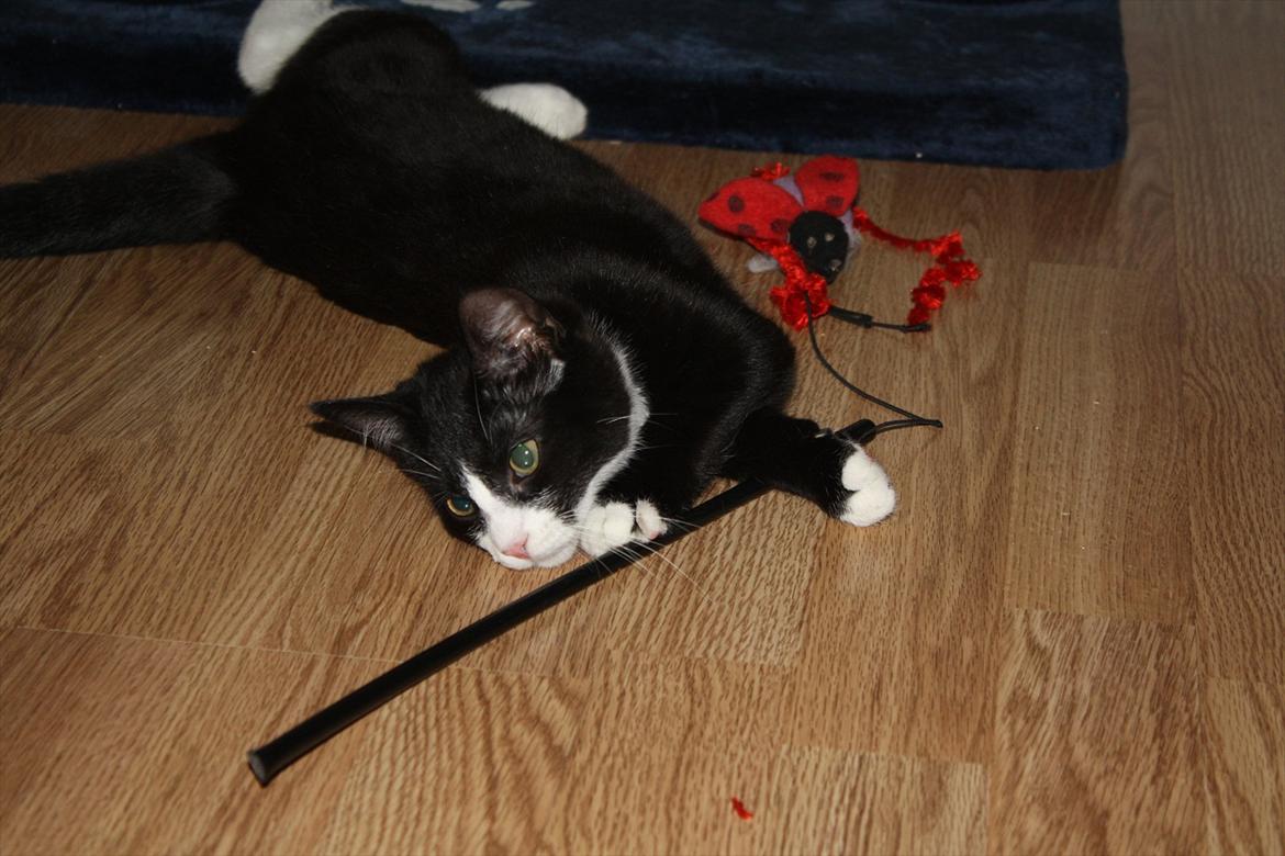 Blanding af racer Nisha  - 15 uger billede 18