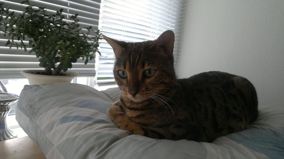 Bengal Jane billede 10