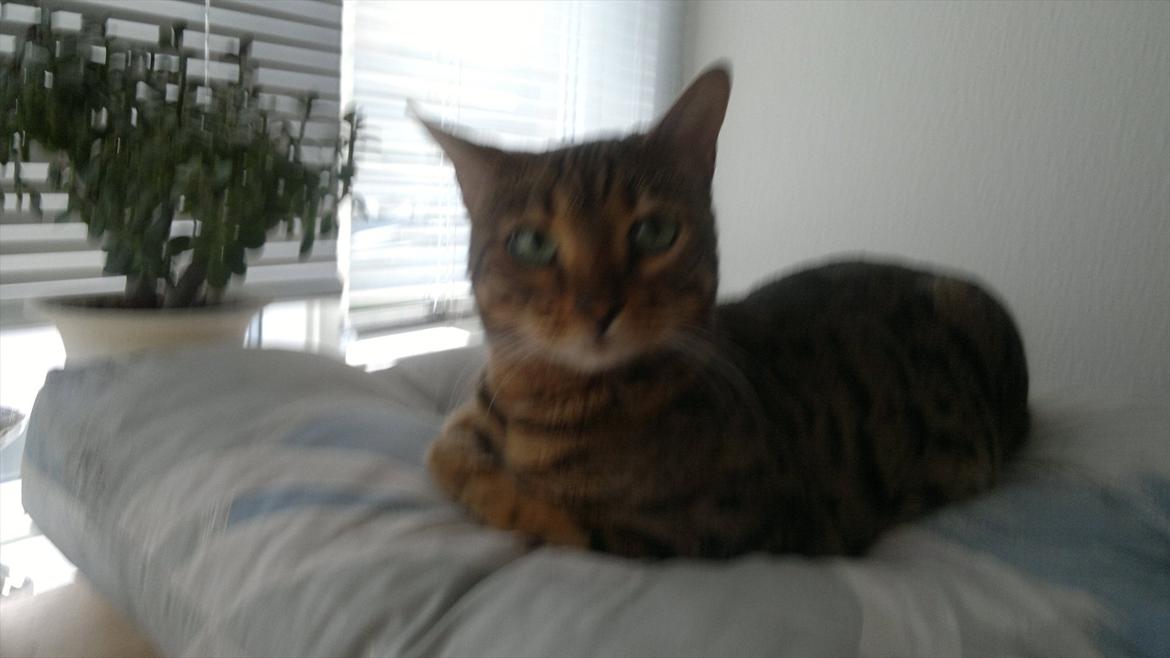 Bengal Jane billede 11