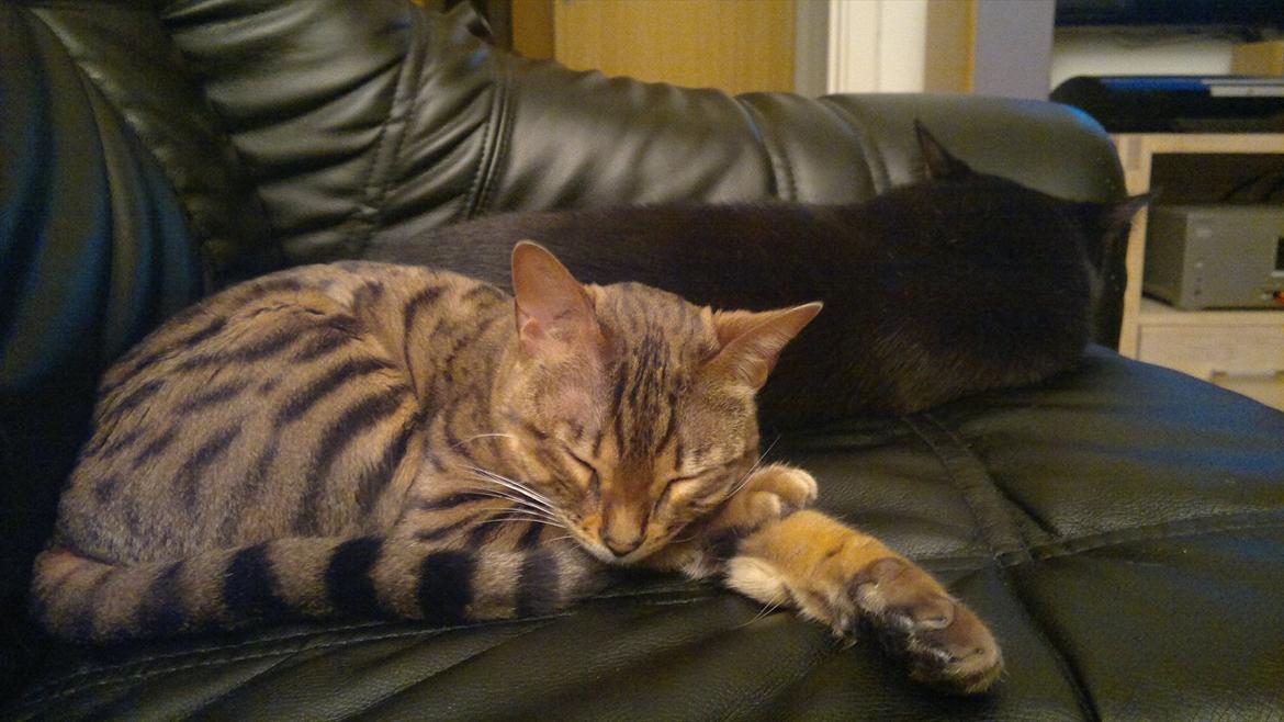 Bengal Jane billede 14