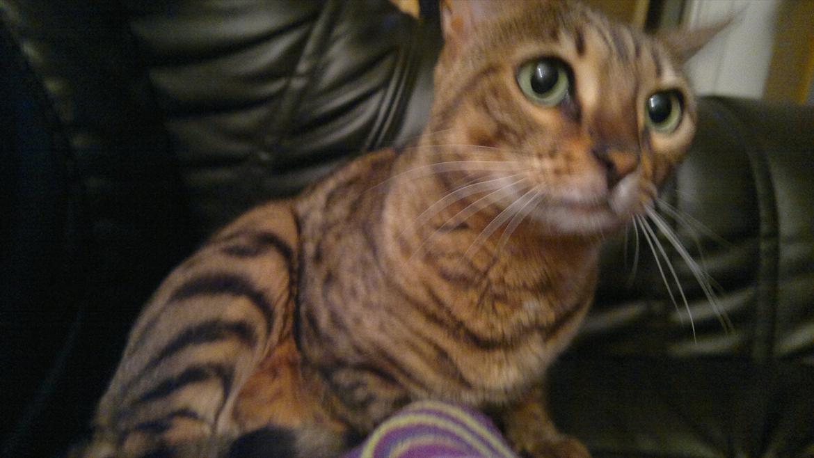 Bengal Jane billede 15