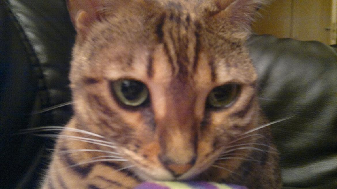 Bengal Jane billede 16