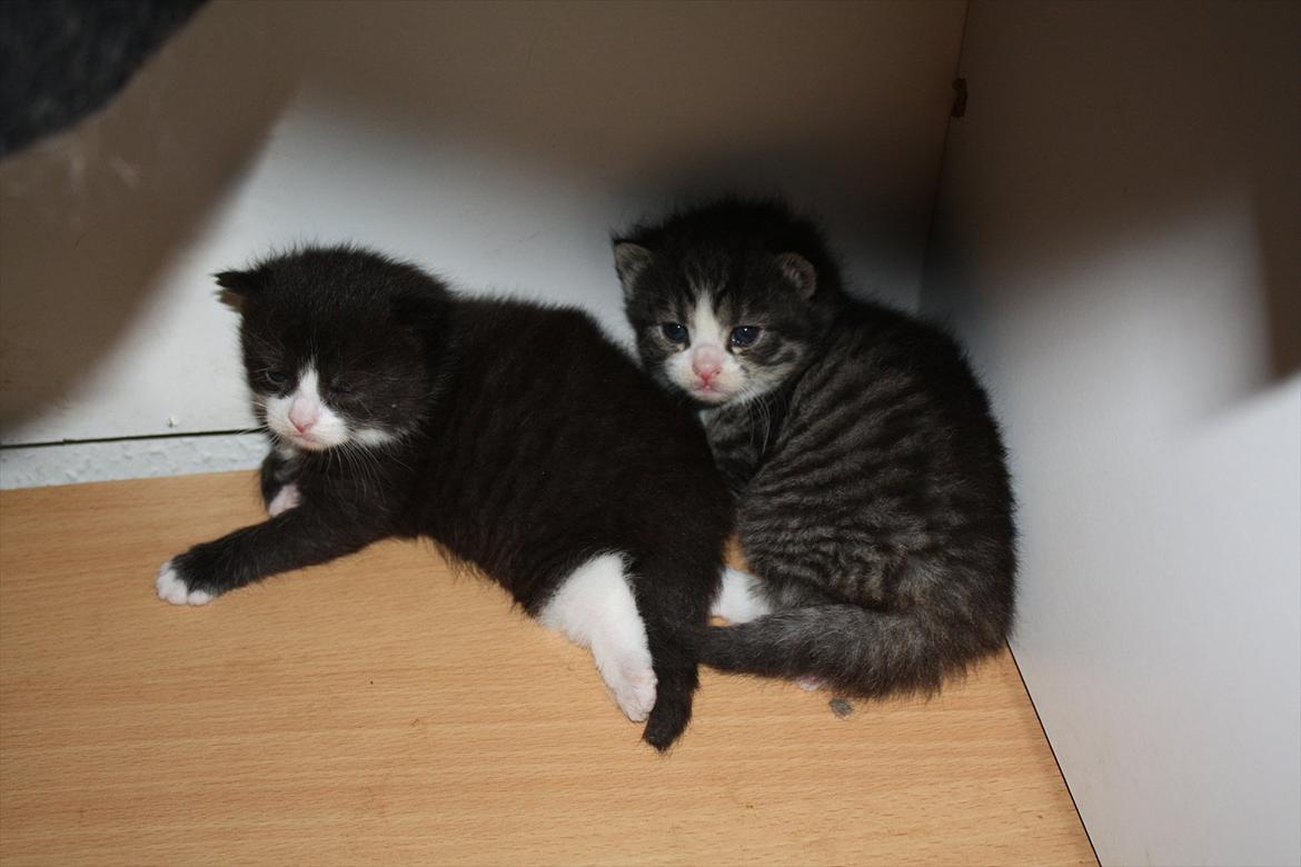 Blanding af racer Tuia R.I.P - Tuia og Nisha 3 uger gamle :) billede 1