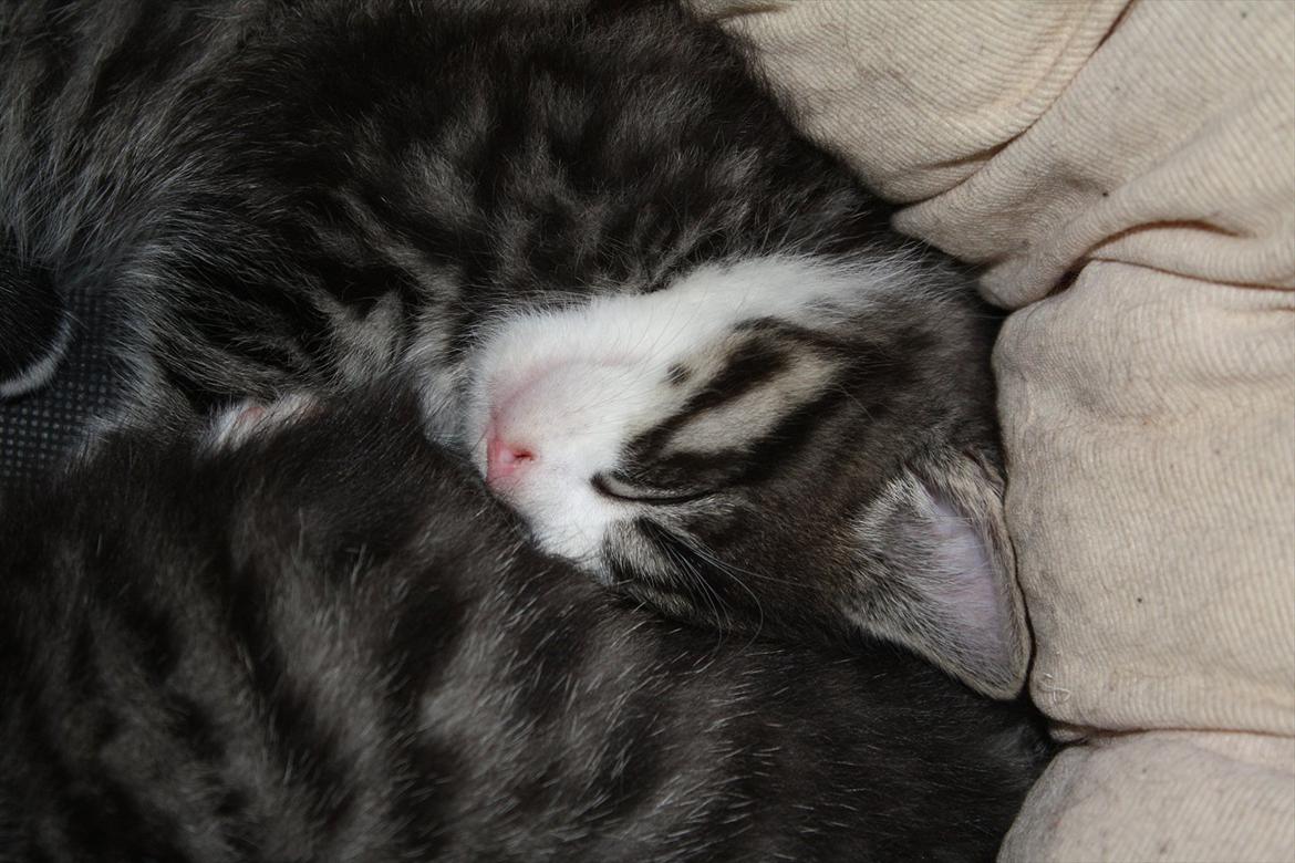 Blanding af racer Tuia R.I.P - 6 uger billede 2