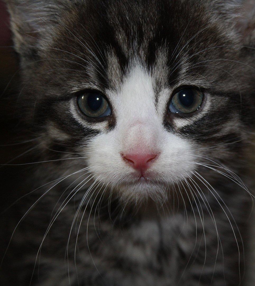 Blanding af racer Tuia R.I.P - 6 uger gammel. Hvem kan stå for det smukke fjæs!  billede 3