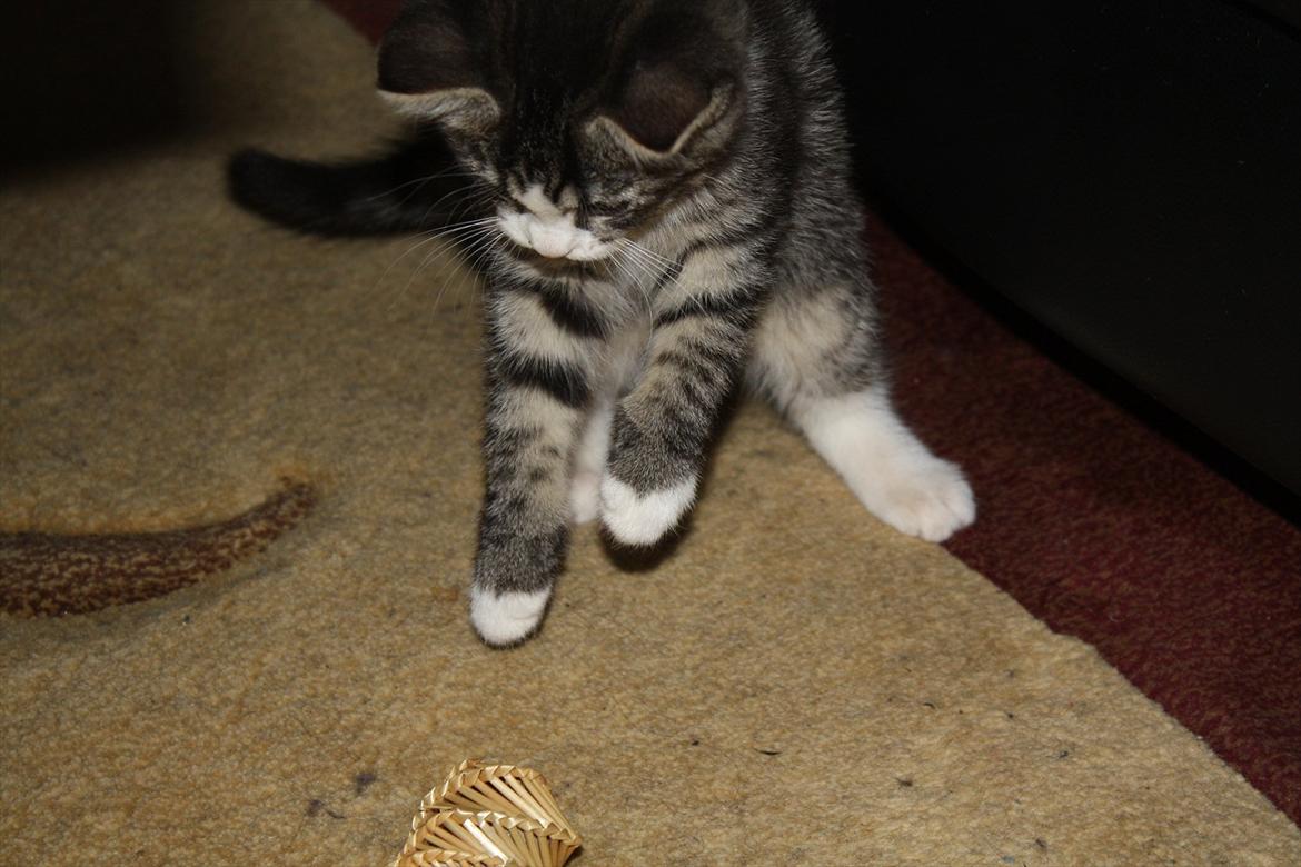 Blanding af racer Tuia R.I.P - 9 uger billede 4