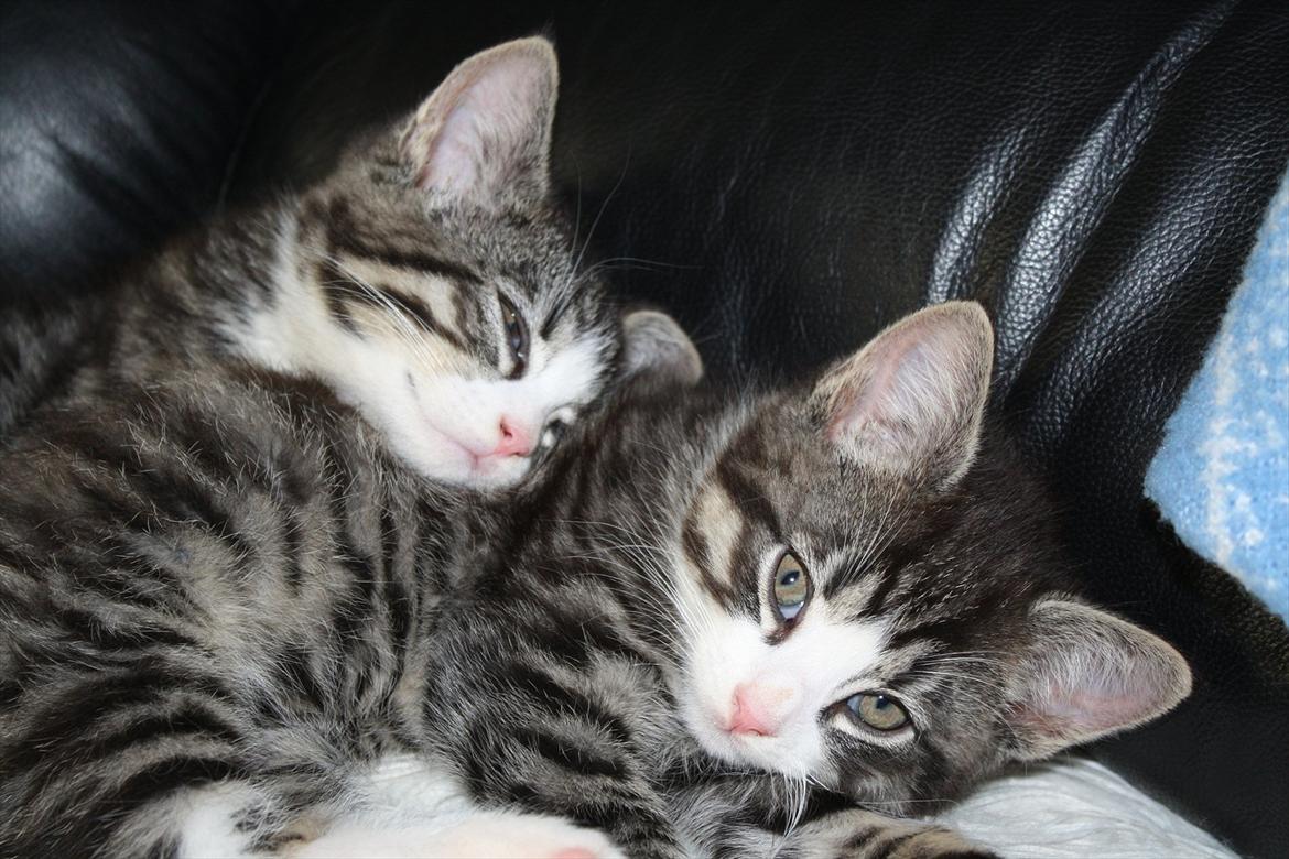 Blanding af racer Tuia R.I.P - Tuia og bror 9 uger gamle. Tuia er bagerst billede 5