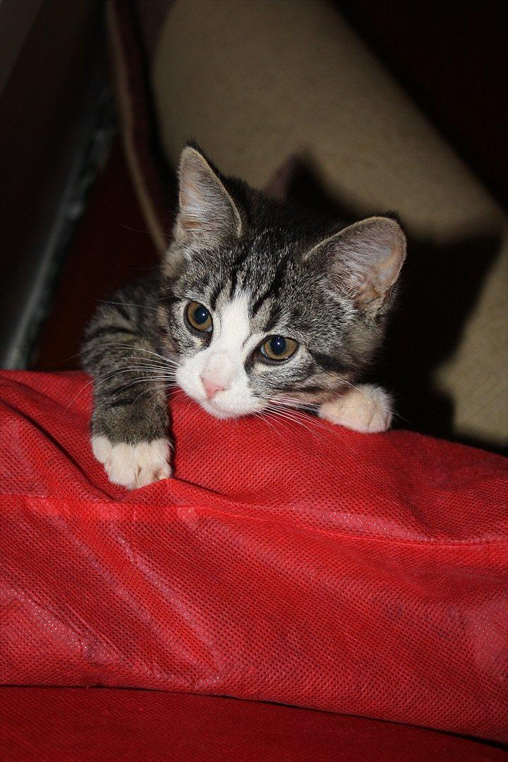 Blanding af racer Tuia R.I.P - 10 uger billede 6