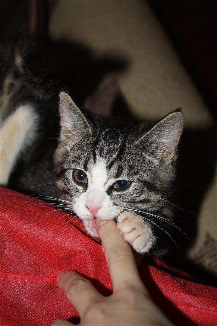 Blanding af racer Tuia R.I.P - 10 uger billede 7