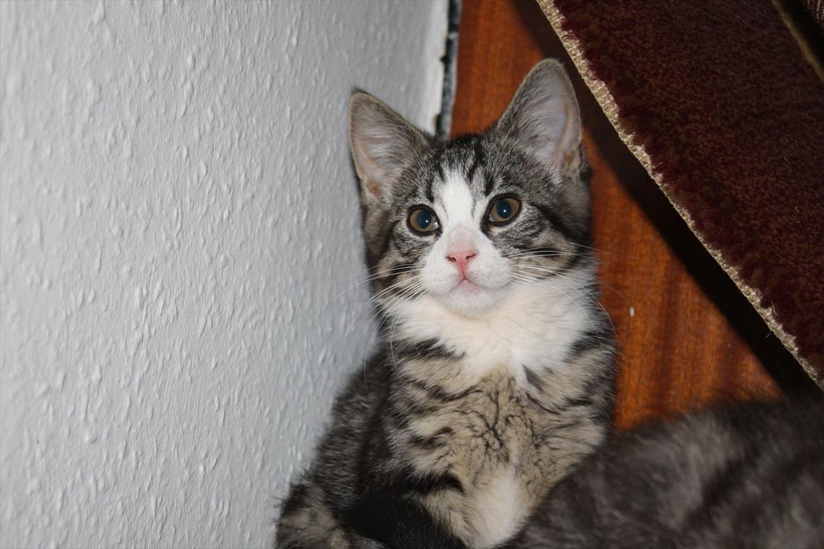 Blanding af racer Tuia R.I.P - 10 uger billede 8