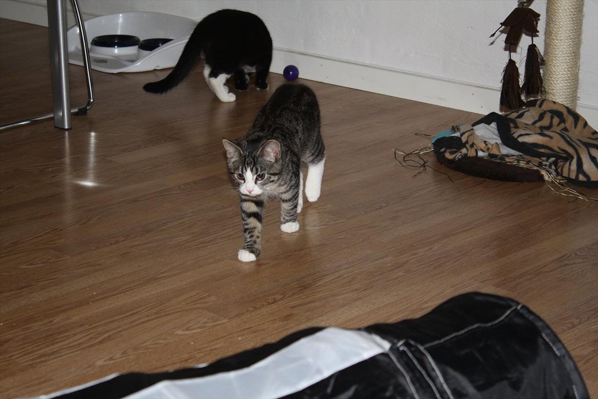 Blanding af racer Tuia R.I.P - 15 uger billede 9