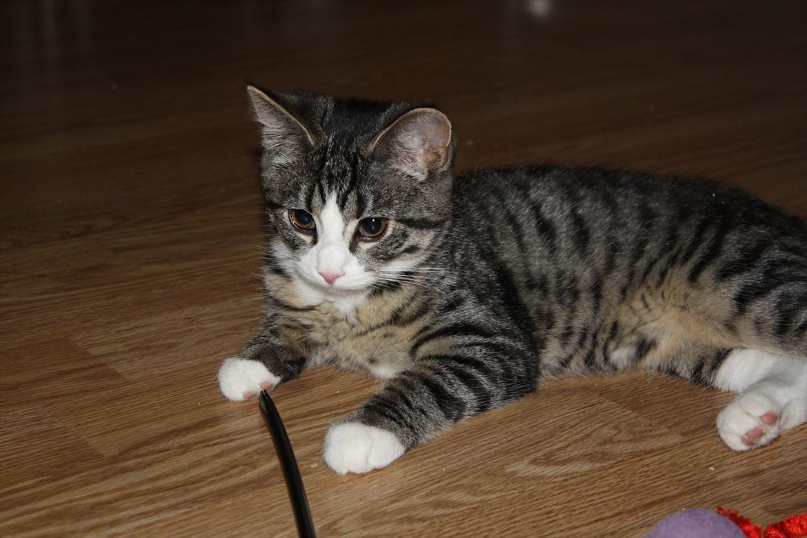 Blanding af racer Tuia R.I.P - 15 uger og noget af det smukkeste hvis jeg selv skal sige det ;) billede 10