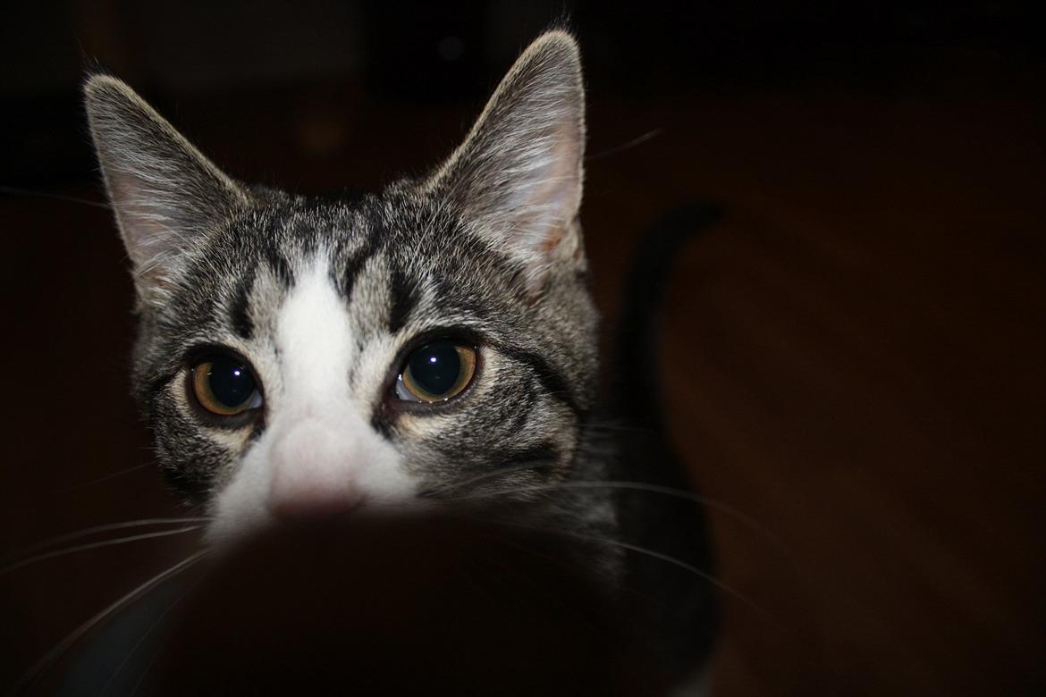 Blanding af racer Tuia R.I.P - Hvad laver du moar? billede 11