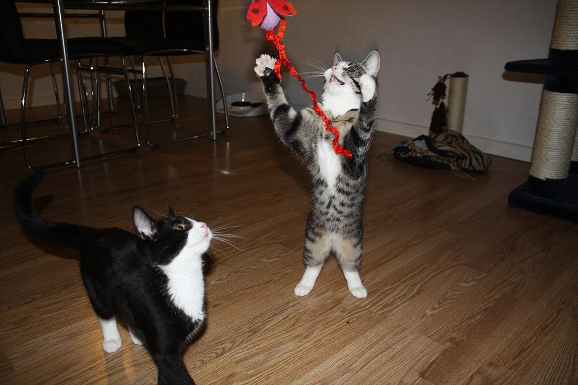 Blanding af racer Tuia R.I.P - Attaaack! billede 12