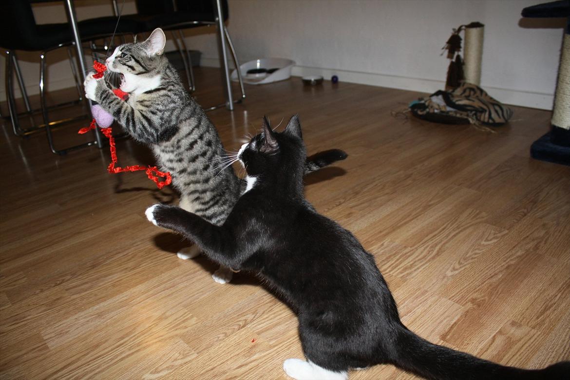 Blanding af racer Tuia R.I.P - 15 uger billede 13