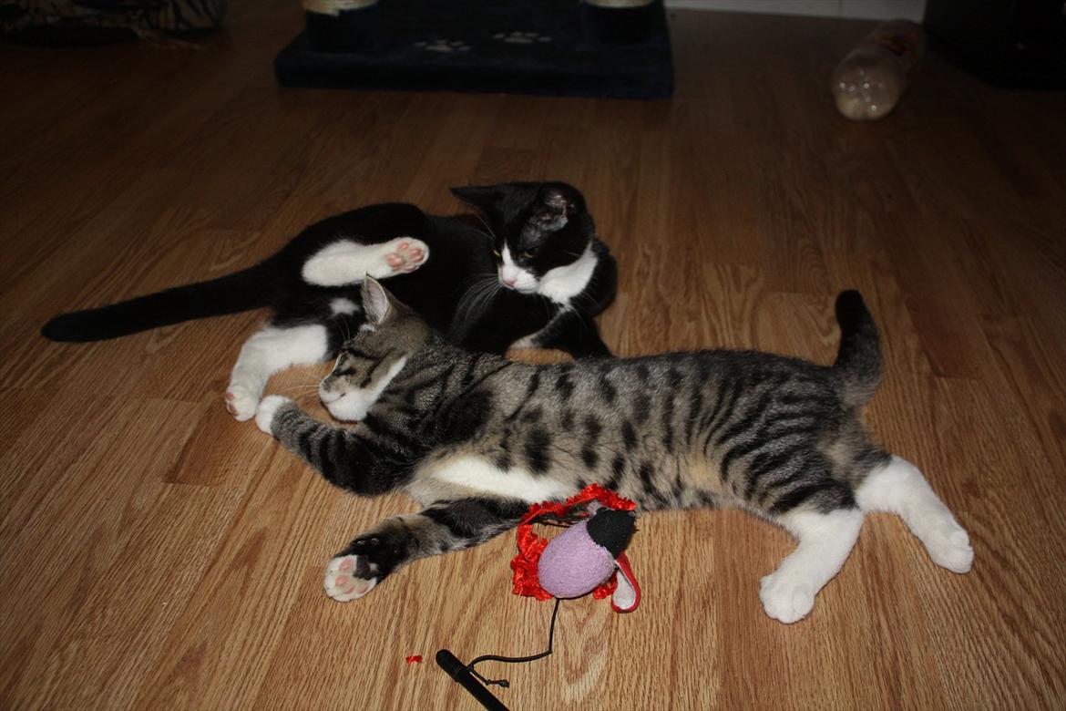 Blanding af racer Tuia R.I.P - 15 uger billede 14