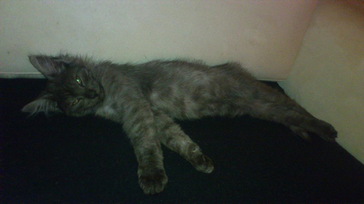 Maine Coon Lucifer - hygge missen billede 6