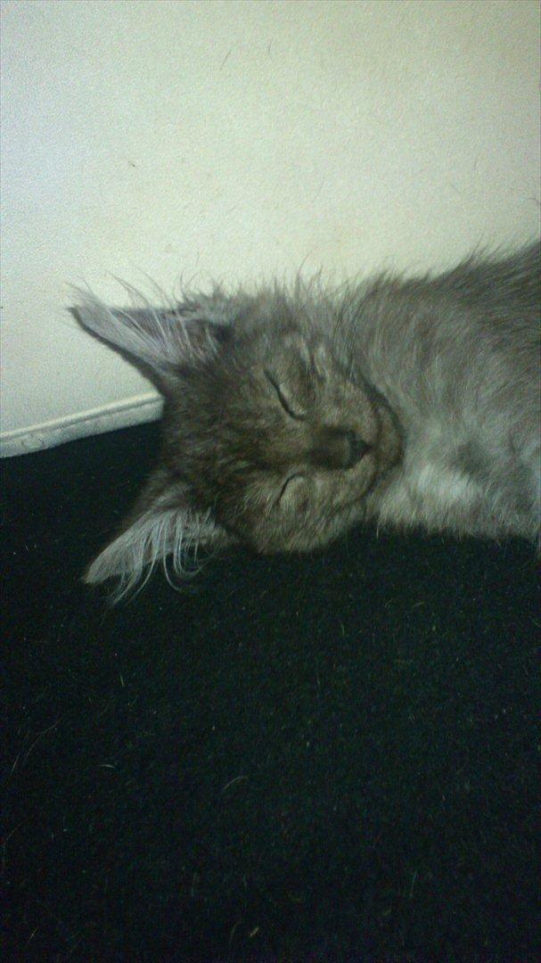 Maine Coon Lucifer - ca 3 måneder gammel billede 7