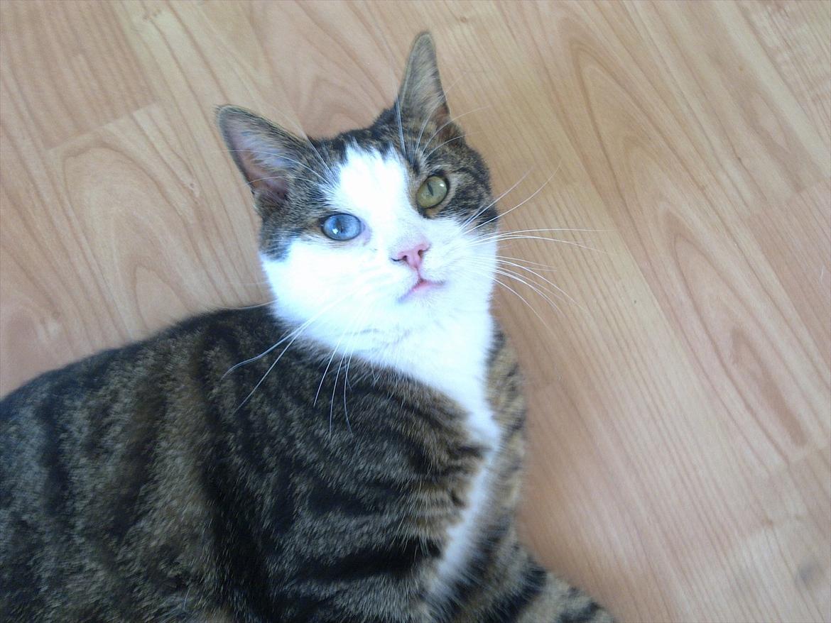 Huskat Mugge  billede 1