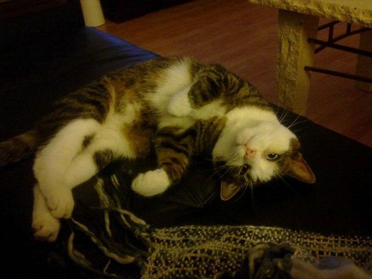 Huskat Mugge  billede 2