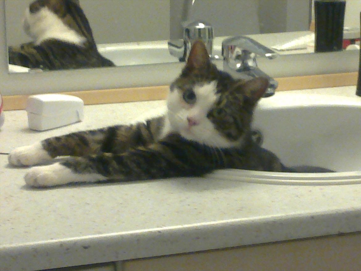 Huskat Mugge  billede 3