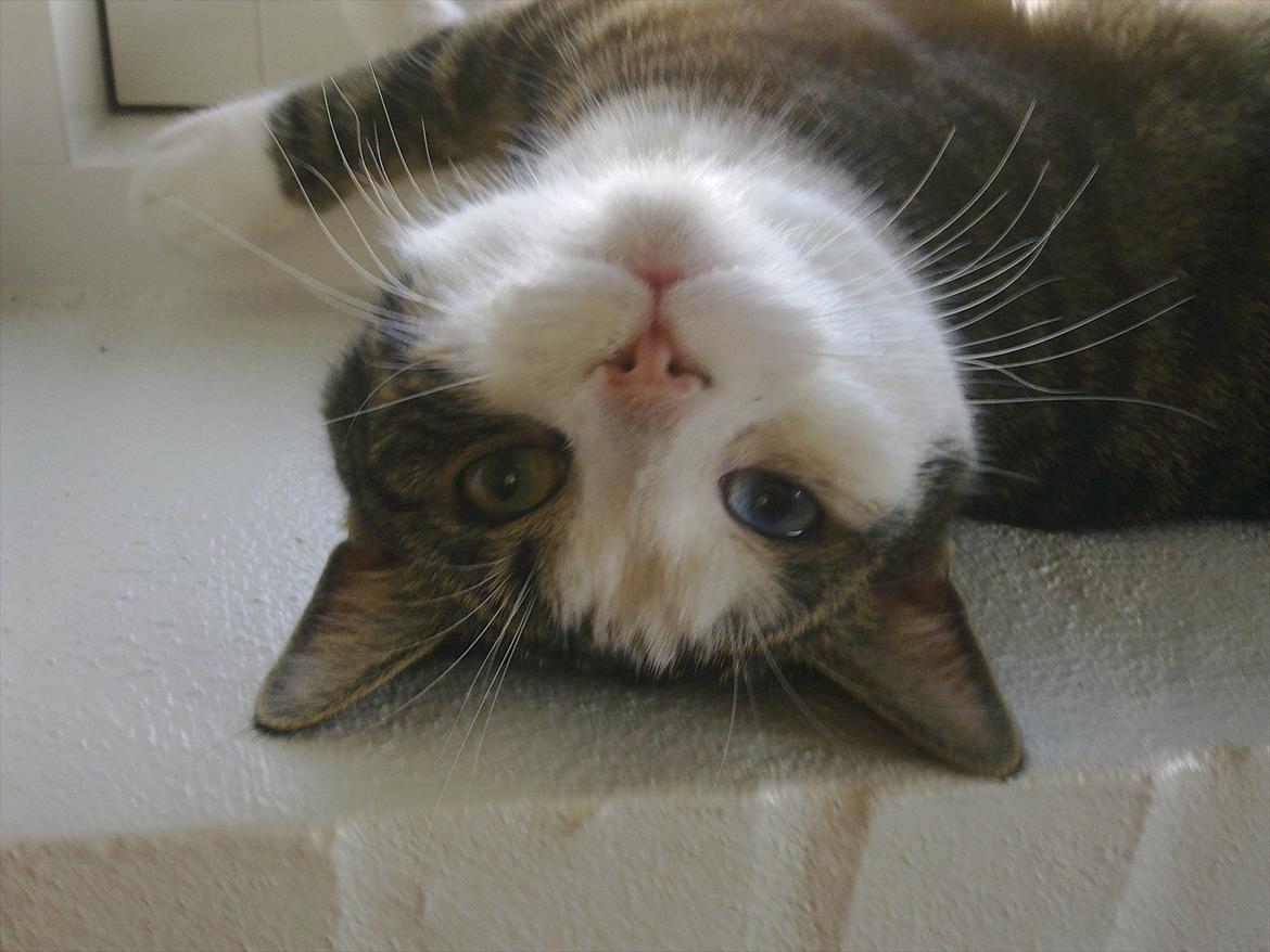 Huskat Mugge  billede 4