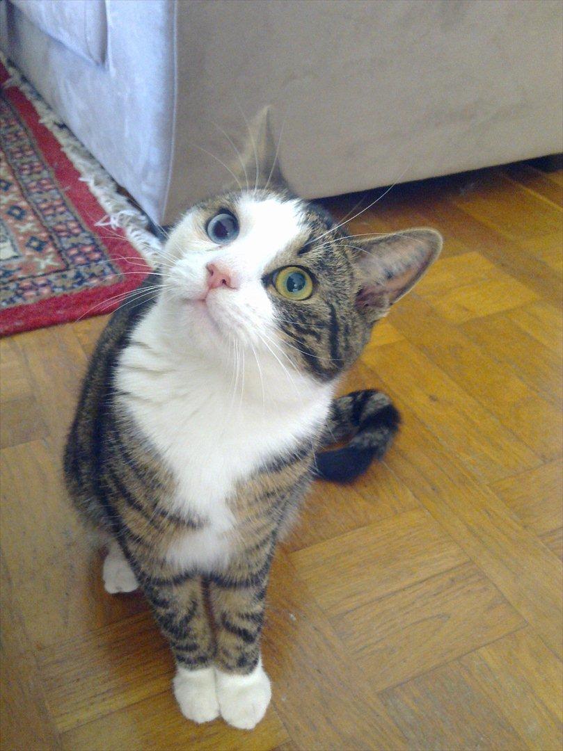 Huskat Mugge  billede 5