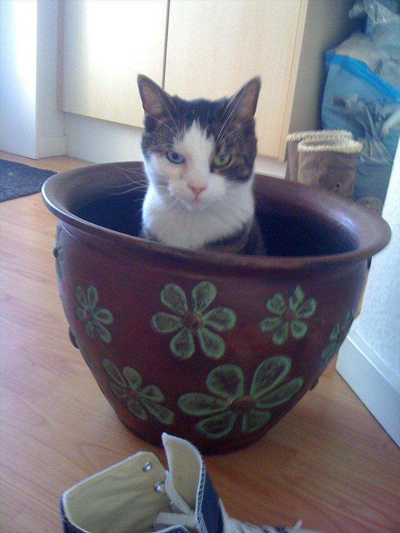 Huskat Mugge  billede 6