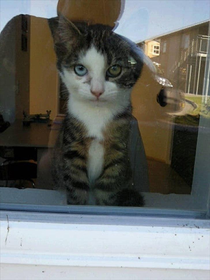 Huskat Mugge  billede 7