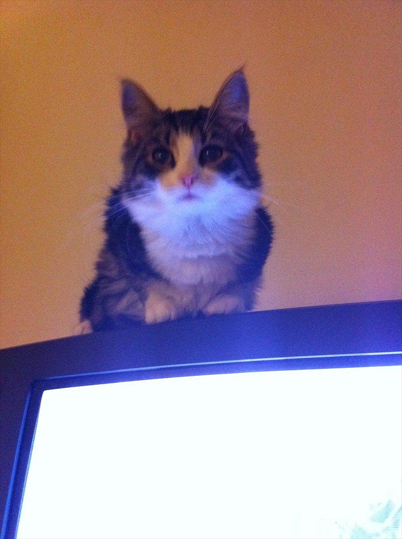 Sibirisk Kat DK Meldgaards Yana - "Noget spændende i TV?" billede 4