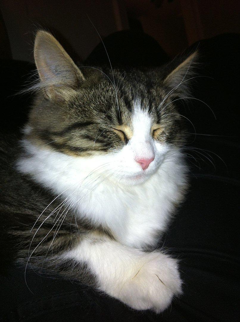 Sibirisk Kat DK Meldgaards Yana - Zzzz... billede 5