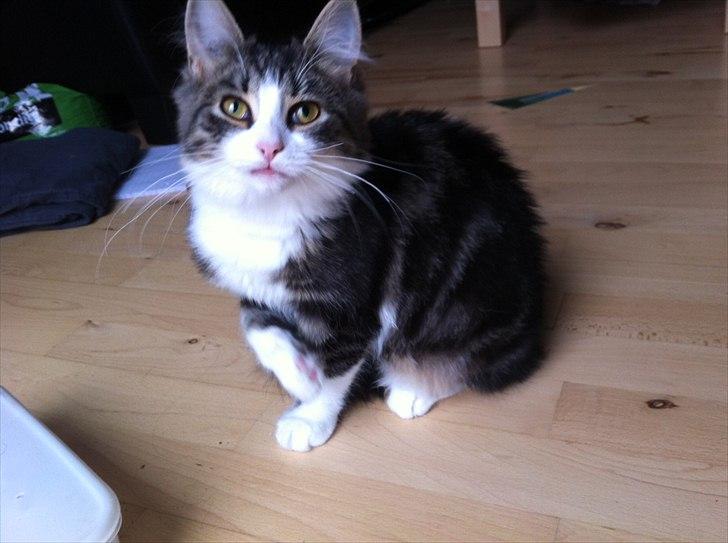 Sibirisk Kat DK Meldgaards Yana - Skønne lille frøken billede 2