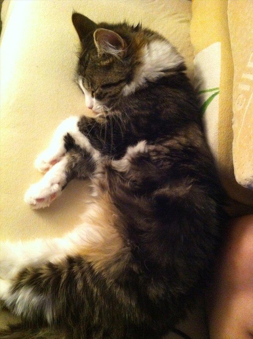 Sibirisk Kat DK Meldgaards Yana - Man bliver træt efter at have lavet en masse ballade billede 3