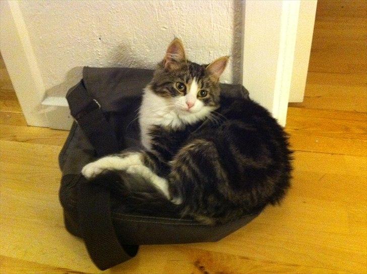 Sibirisk Kat DK Meldgaards Yana - Hun har kastet sin kærlighed på "fars" taske billede 1