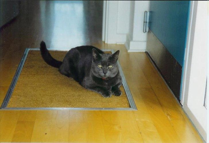 Blanding af racer Børge *HIMMELMIS* - Velkommen til Børge's profil. Vores elskede og savnede himmel-mis billede 1