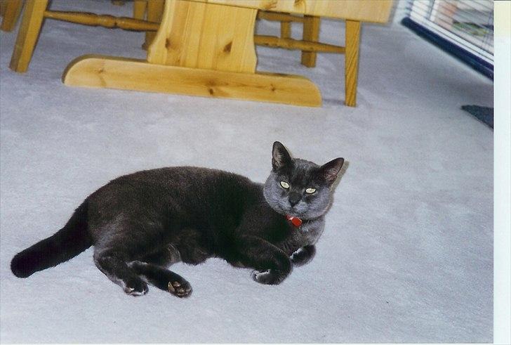 Blanding af racer Børge *HIMMELMIS* - Børge i efteråret 1998 billede 2