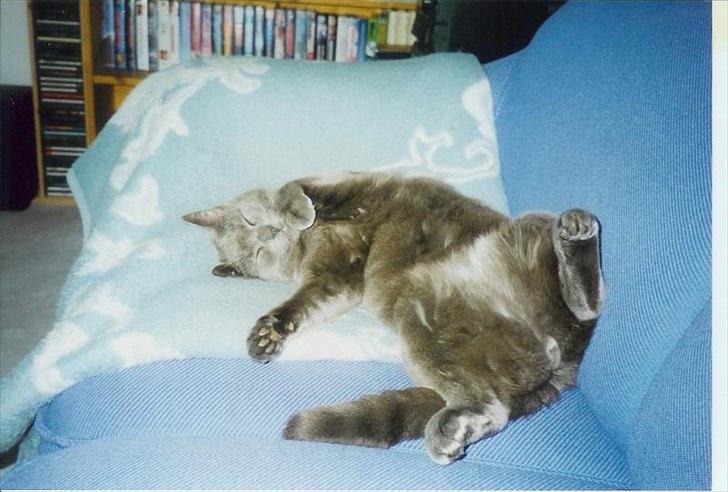 Blanding af racer Børge *HIMMELMIS* - Børge ligger og råhygger i sofaen billede 3